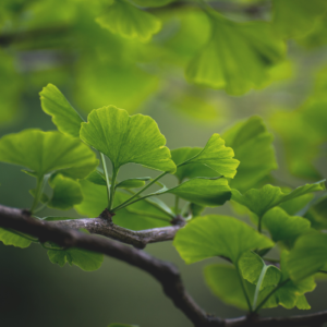 GINKGO BILOBA
PLANTA ADAPTÓGENA